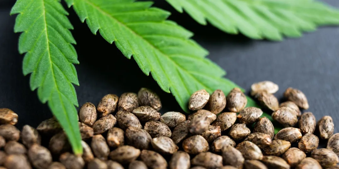 THCa Wholesale Europe – Hybrid, Indica & Sativa Cannabis Flower