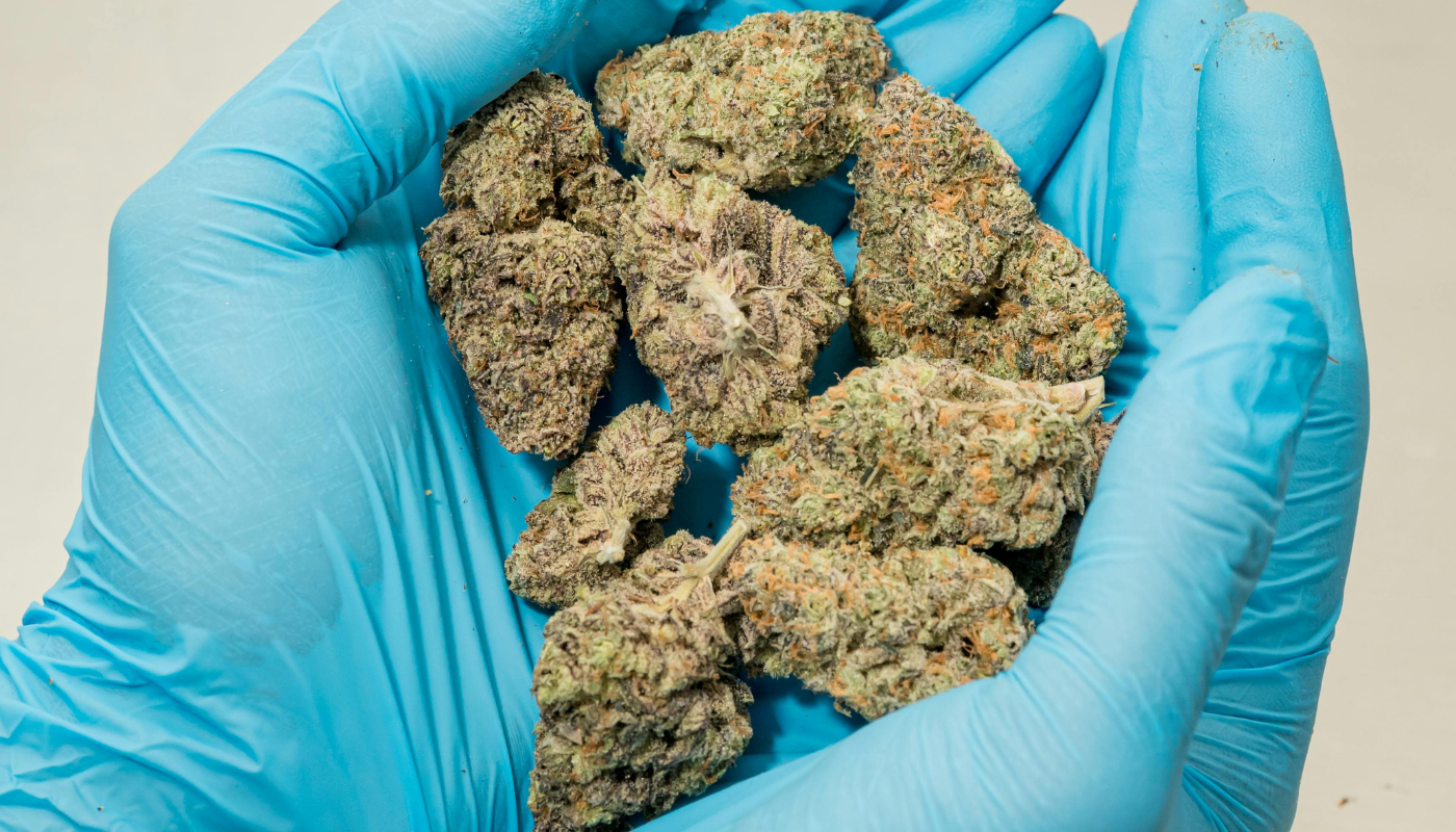 Marijuana Buds UK: Health Insights and Legal Overview