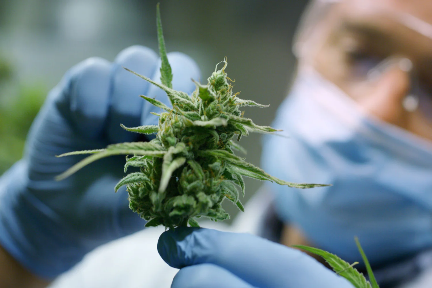 Megadose : La référence des fleurs et résines CBD premium avec livraison rapide et sécurisée en France