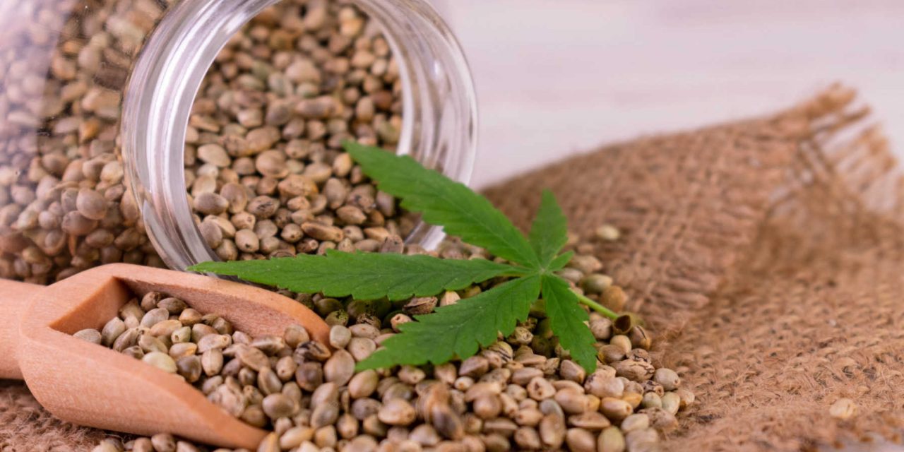 THCa Wholesale Europe – Hybrid, Indica & Sativa Cannabis Flower