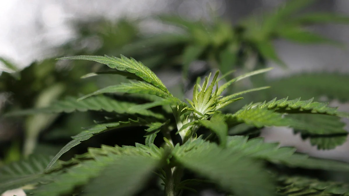 Cannabis Concentrates Aussie – Online Access and Distribution Patterns